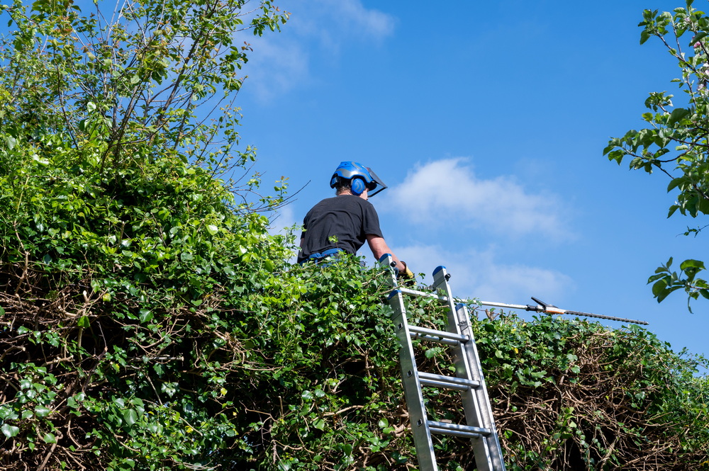 Hedge Trimming