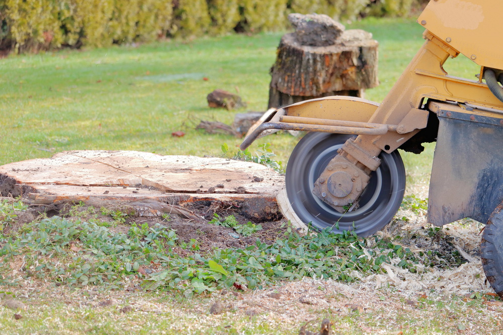 Stump Removal
