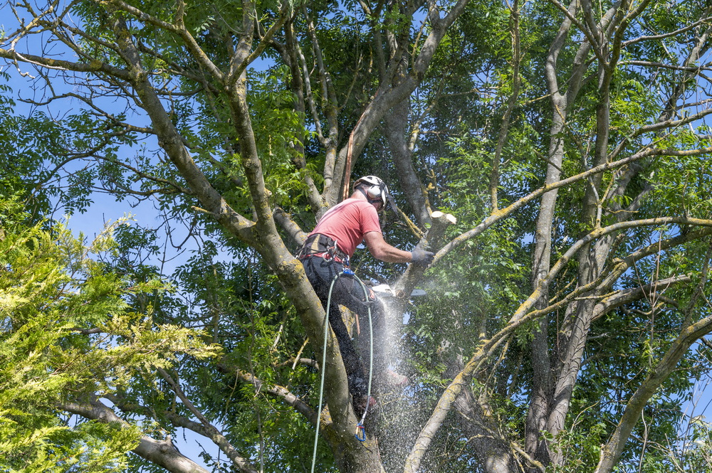 Tree Pruning