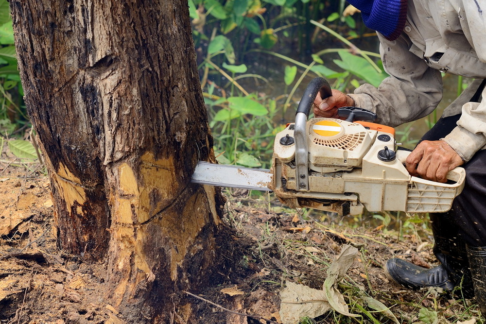 Tree Removal