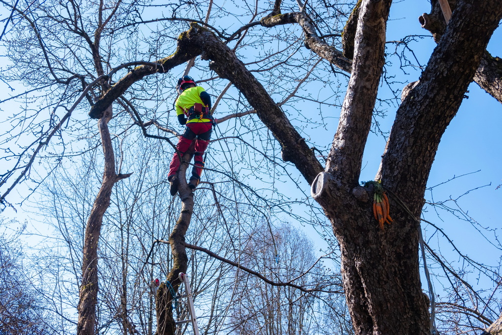 Tree Surgery