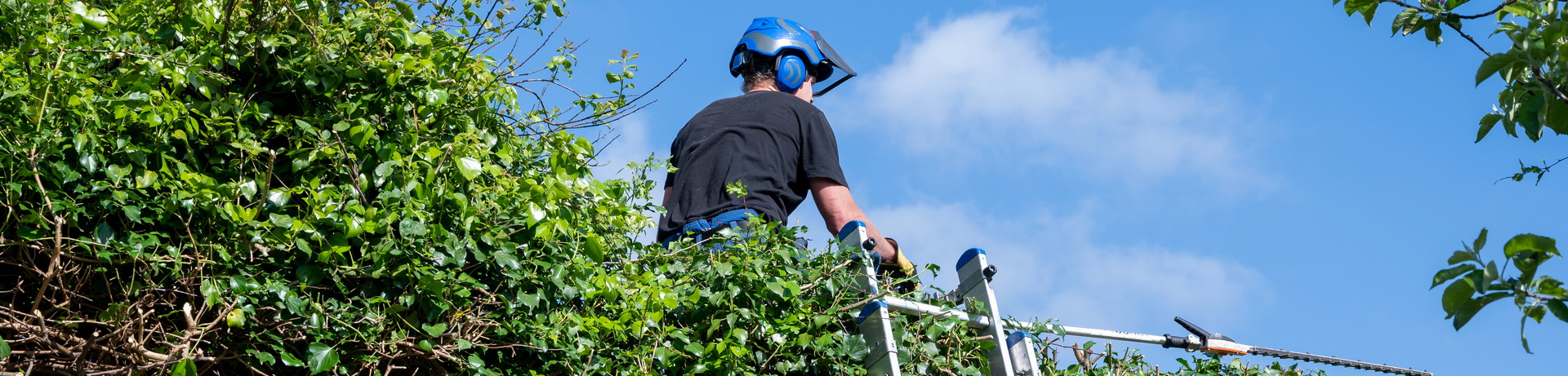 hedge trimming south west tree care