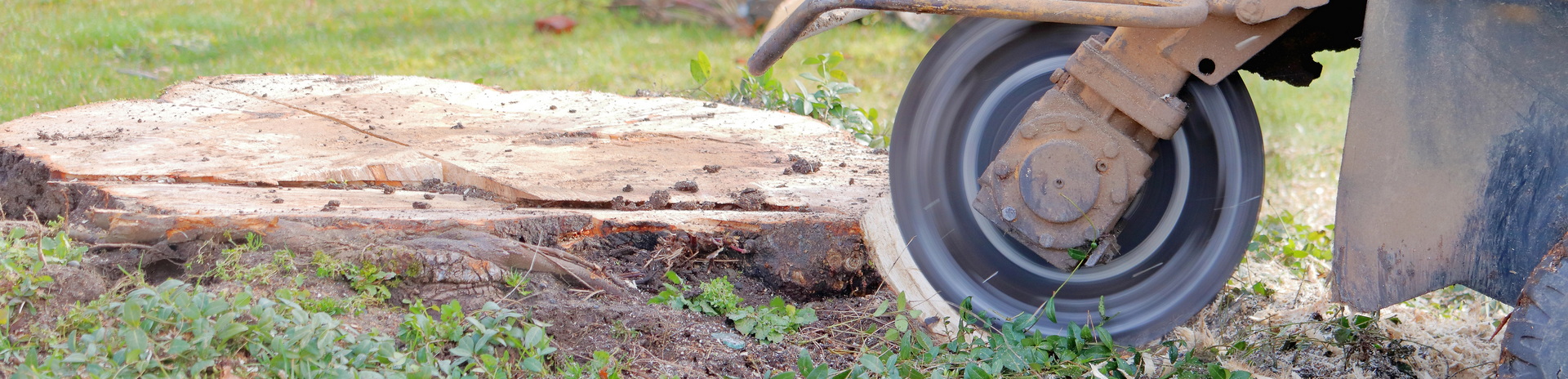Stump removal south west tree care