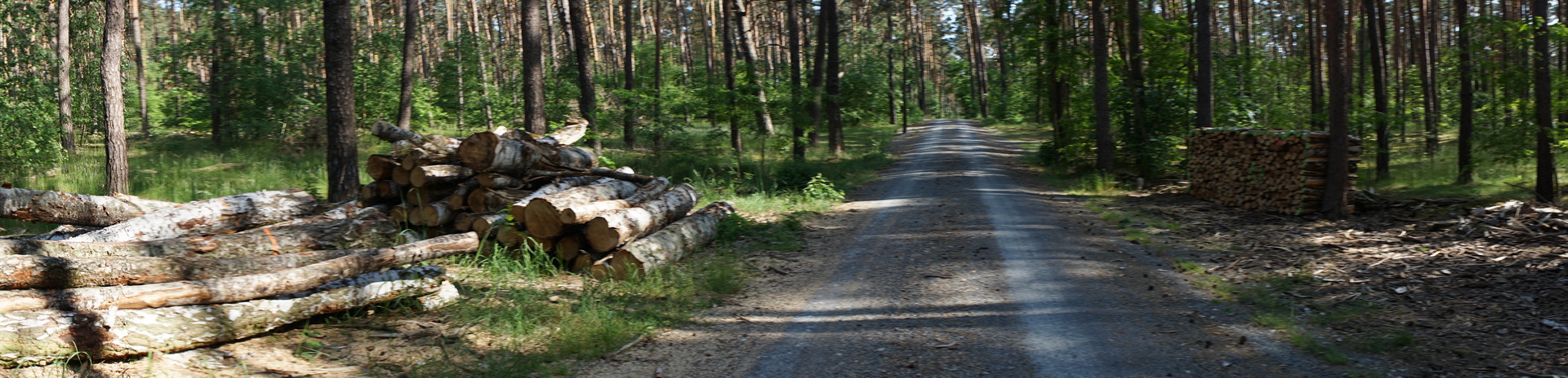 tree removal south west tree care