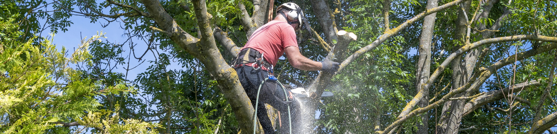 tree surgeon south west tree care